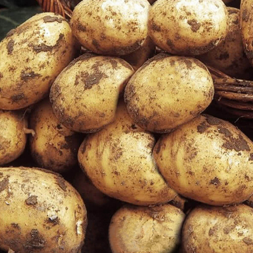 Seed Potato - Estima