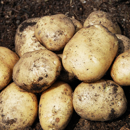 Seed Potato - Marfona