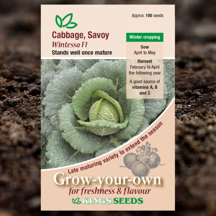 Vegetable Seeds - Cabbage Savoy Wintessa F1