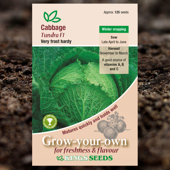 Vegetable Seeds - Cabbage Tundra F1
