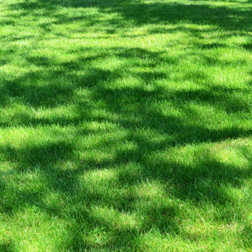 Millstone Garden Centre Grass Seed Bulk - Shaded Areas