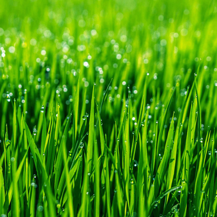 Millstone Garden Centre Grass Seed Bulk - Without Ryegrass