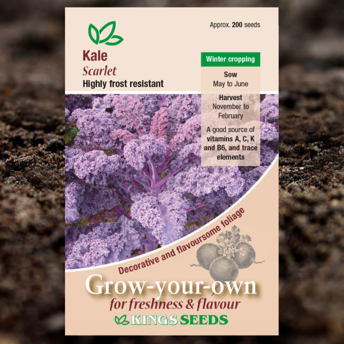 Vegetable Seeds - Kale Scarlet