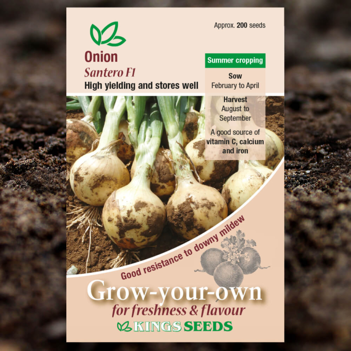 Vegetable Seeds - Onion Santero F1