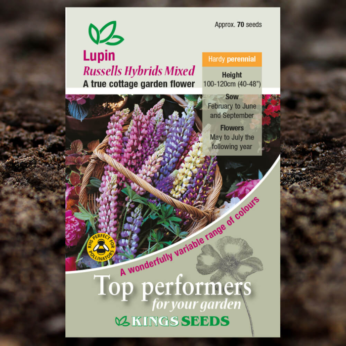 Ornamental Seeds - Lupin Russell Hybrids Mixed