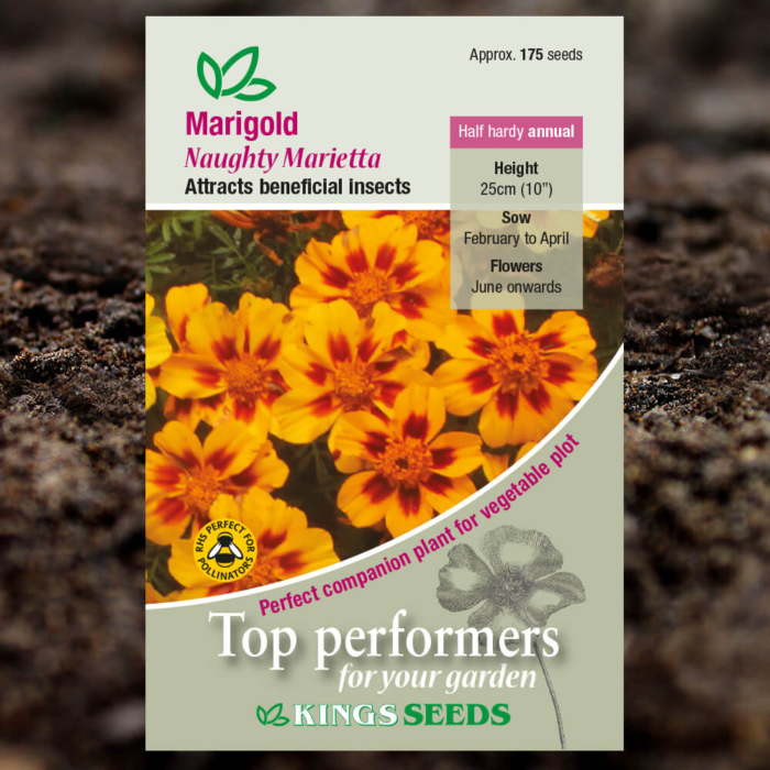 Ornamental Seeds - Marigold Naughty Marietta