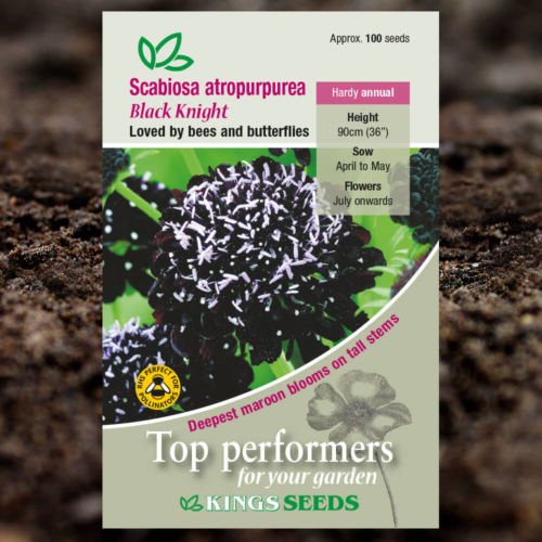 Ornamental Seeds - Scabiosa Atropurpurea Black Knight