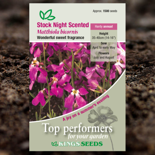 Ornamental Seeds - Stock Night Scented