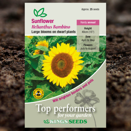 Ornamental Seeds - Sunflower Helianthus Bambino