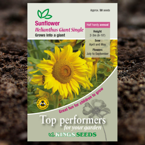 Ornamental Seeds - Sunflower Helianthus Giant Single