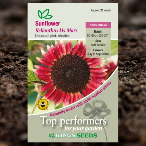 Ornamental Seeds - Sunflower Helianthus Ms. Mars