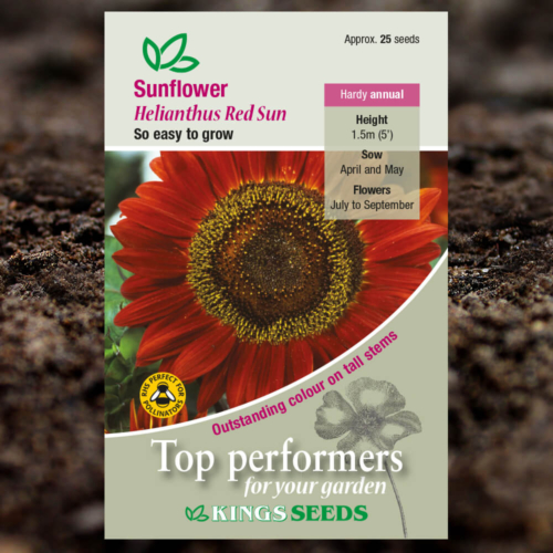 Ornamental Seeds - Sunflower Helianthus Red Sun