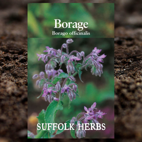 Herb Seeds - Borage - Borago Officinalis