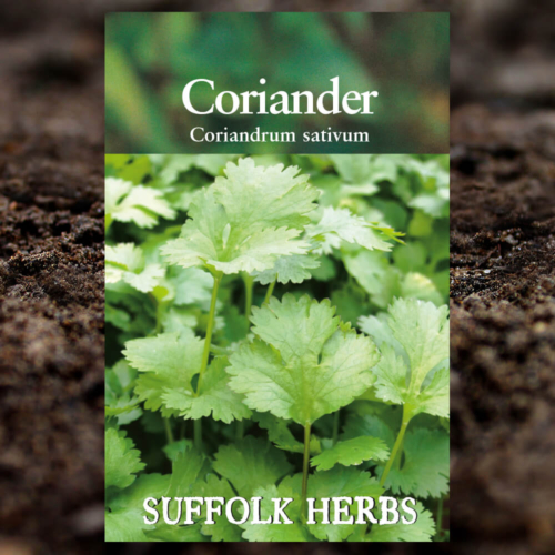 Herb Seeds - Coriander - Coriandrum Sativum