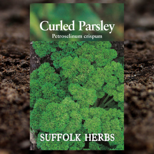 Herb Seeds - Curled Parsley - Petroselinum Crispum