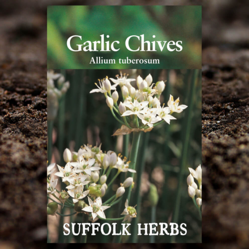 Herb Seeds - Garlic Chives - Allium Tuberosum