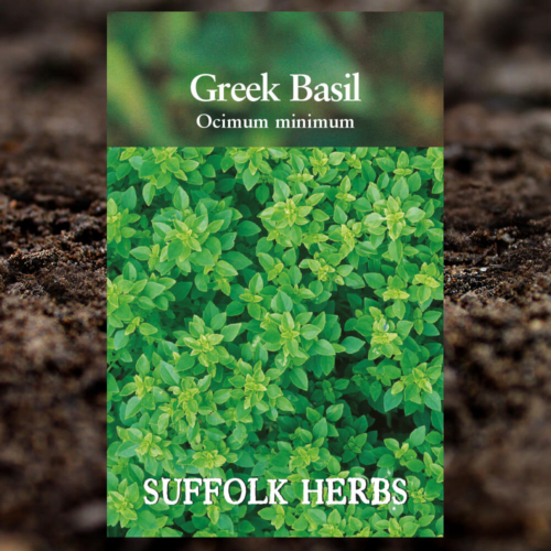 Herb Seeds - Greek Basil - Ocimum Minimum