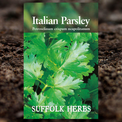 Herb Seeds - Italian Parsley - Petroselinum Crispum Neapolitanum