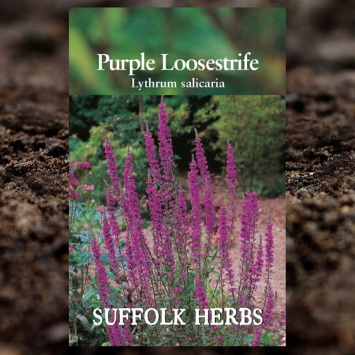 Herb Seeds - Purple Loosestrife - Lythrum Salicaria