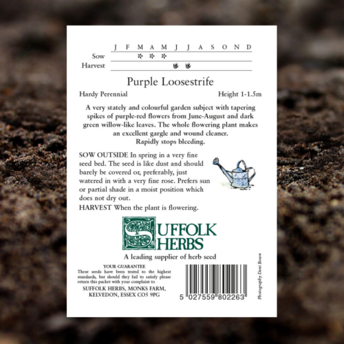 Herb Seeds - Purple Loosestrife - Lythrum Salicaria - Pack Reverse