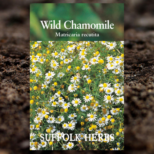 Herb Seeds - Wild Chamomile - Matricaria Recutita