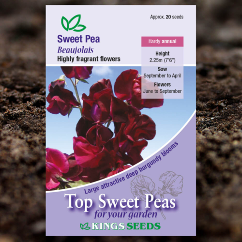 Ornamental Flower Seeds - Sweet Pea - Beaujolais