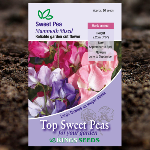 Ornamental Flower Seeds - Sweet Pea - Mammoth Mixed