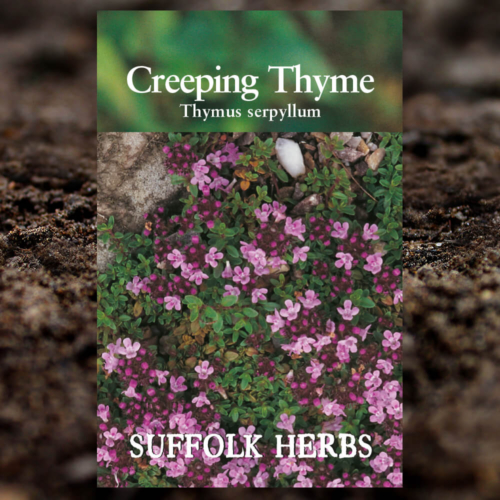 Herb Seeds - Creeping Thyme - Thymus Serpyllum