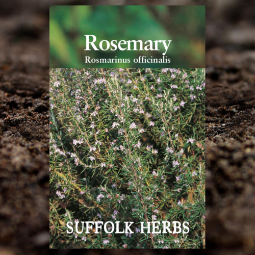 Herb Seeds - Rosemary - Rosmarinus Officinalis