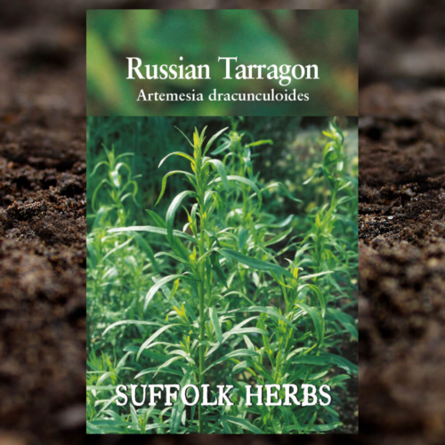 Herb Seeds - Russian Tarragon - Artemisia Dracunculoides