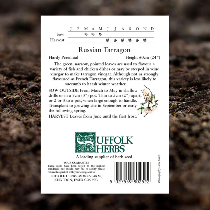 Herb Seeds - Russian Tarragon - Artemisia Dracunculoides - Pack Reverse