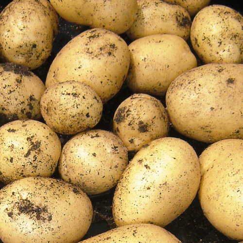 Seed Potato - Swift
