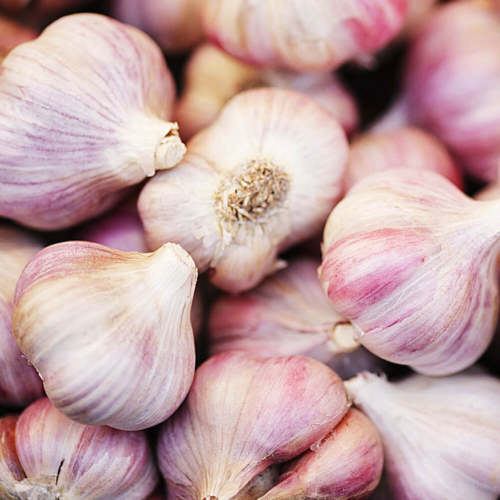Garlic Bulbs Germidour Pink2024