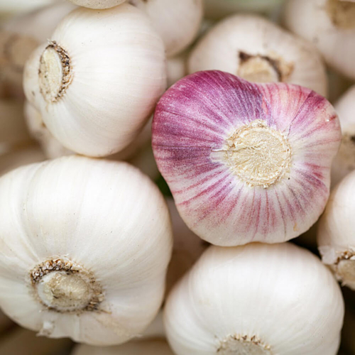 Garlic Bulbs - Vigor - White