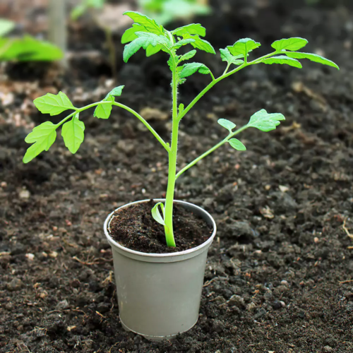 Beefsteak Tomato Plant - 9Cm Pot