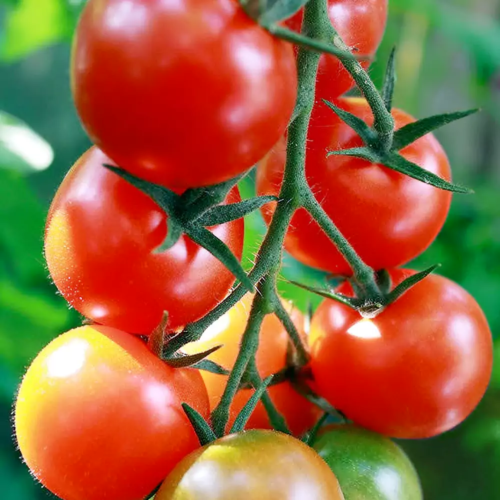 Gardeners Delight Tomato Fruit