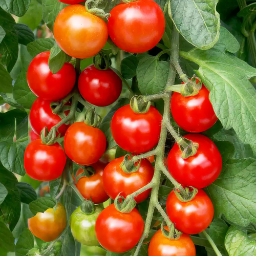 Shirley Tomato Fruit
