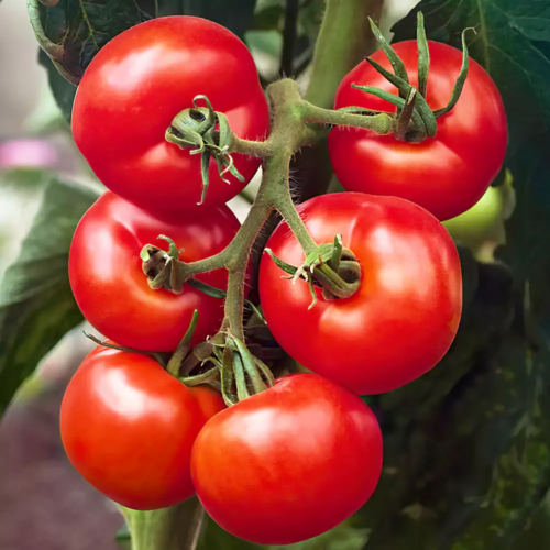 Ailsa Craig Tomato Fruit