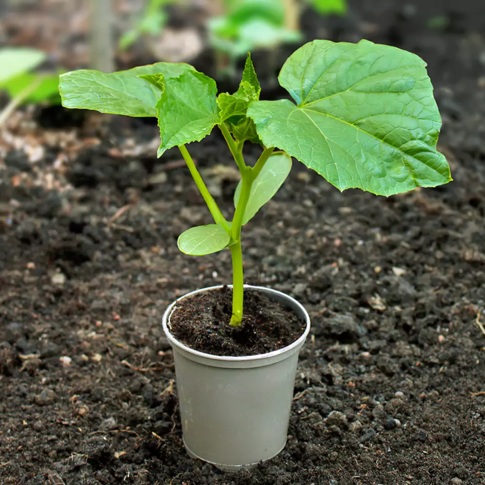 Cucumber Plant - 9Cm Pot
