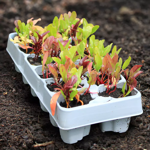 Mixed Beetroot Plant 12-Pack